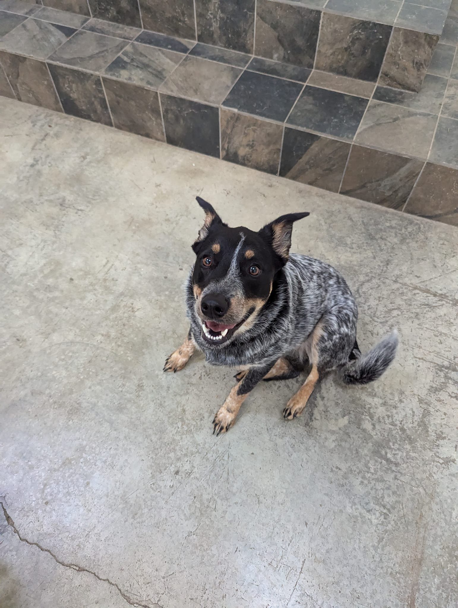 WagWorld Holistic Lounge