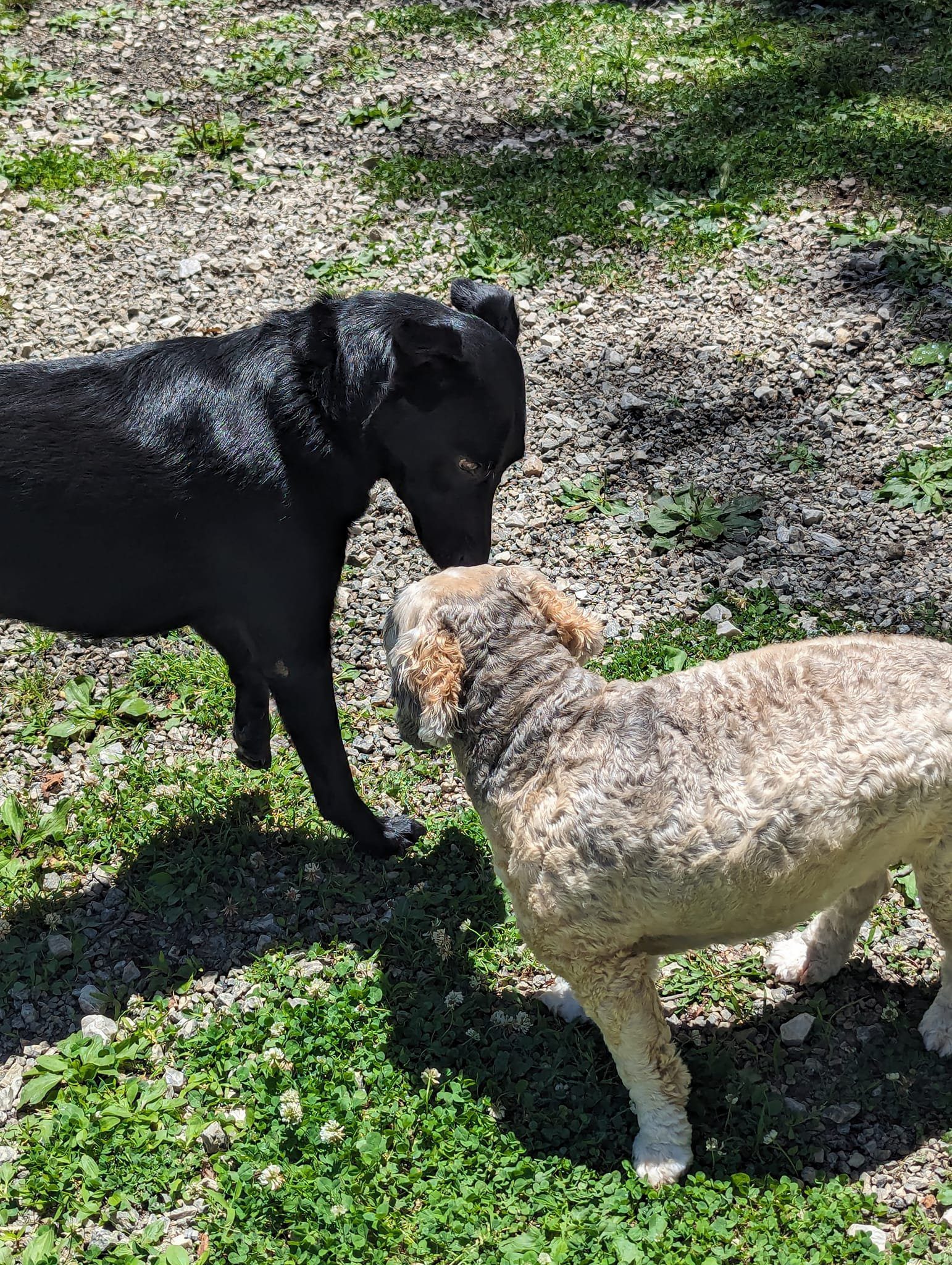 WagWorld Holistic Lounge