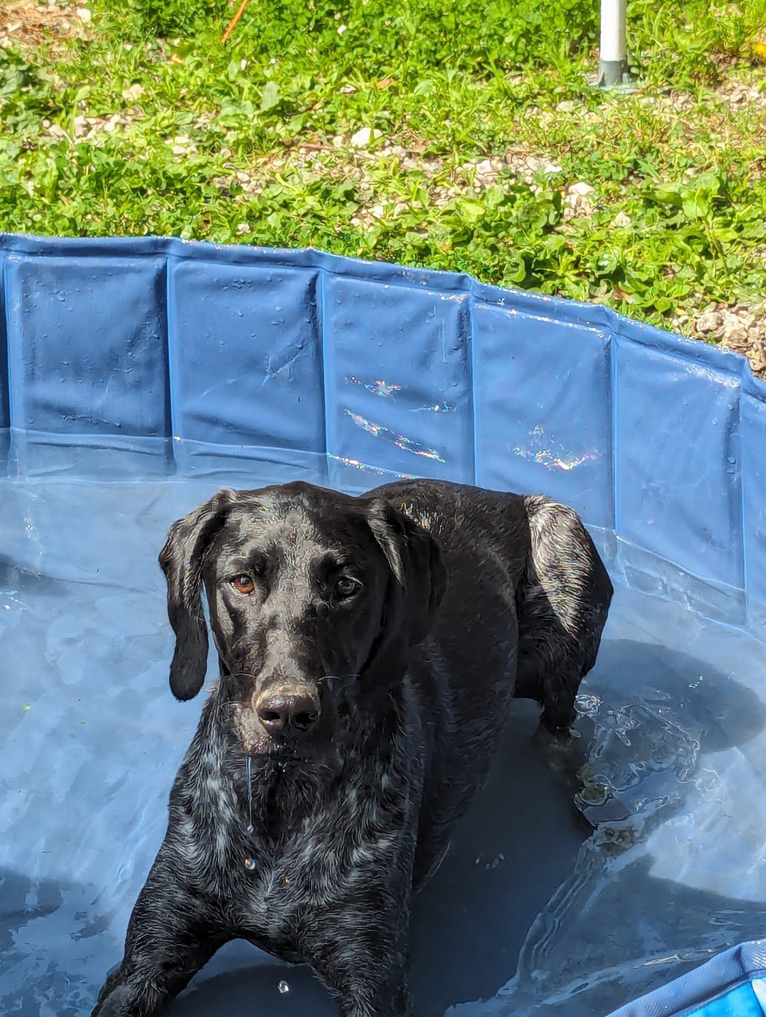 WagWorld Holistic Lounge